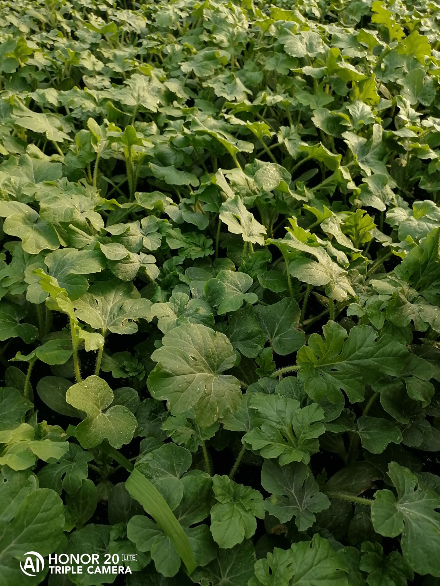 早佳8424西瓜苗  西瓜苗，各品种都有，2021年西瓜苗现