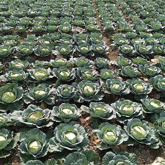 和平县 包菜，没打农药得