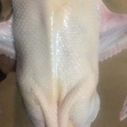 容县鸭，白条鸭，广西货，