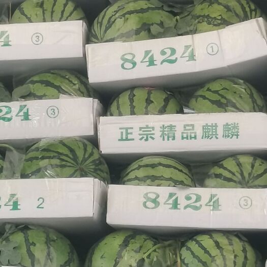 8424西瓜  8424   美嘟  大量上市