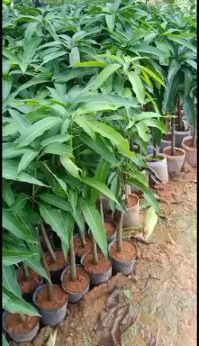 金煌芒果苗  荔枝苗，黄皮苗，芒果苗等各品种