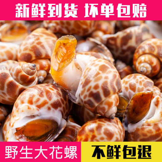 湘潭花螺鲜活冷冻新鲜海鲜螺类冻凤螺香螺贝类大猫眼螺