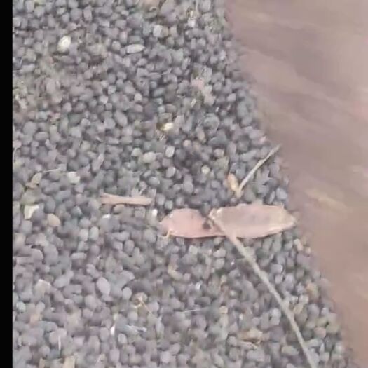 南平 纯羊粪颗粒，免运费，送货上门