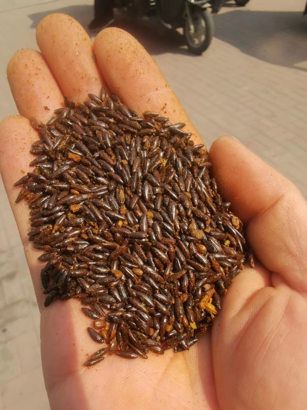 朝阳县沙棘大果沙棘种子，深秋红种子，沙棘籽  种子 新沙棘种子
