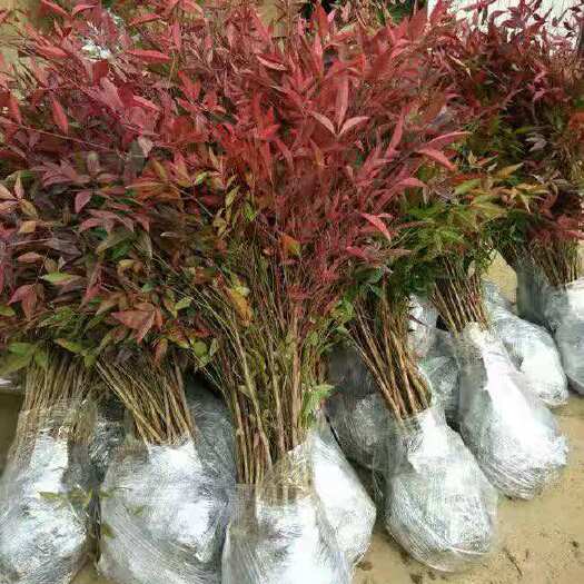 新沂市南天竹红天竹火焰南天竹盆栽盆景庭院别墅绿植观叶植物耐寒绿化苗
