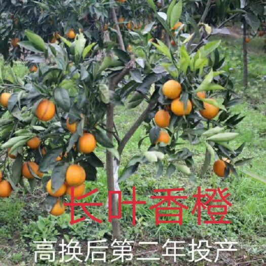 简阳市香橘苗  长叶晚香橙苗