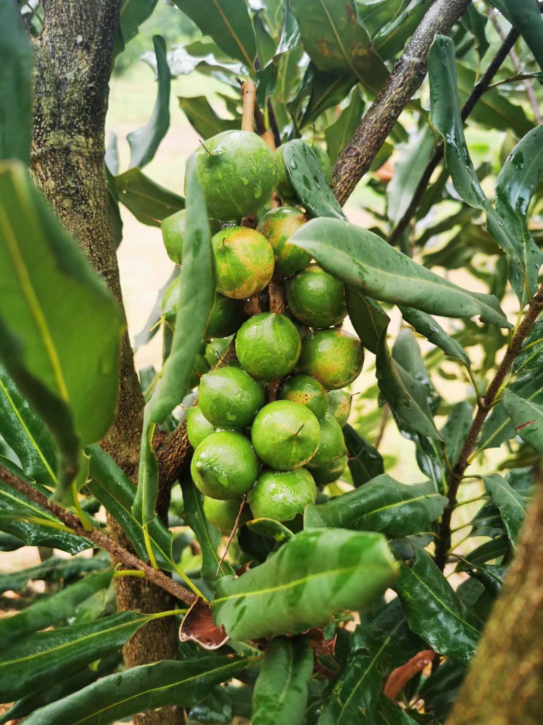 夏威夷果苗 澳洲坚果、夏威夷果