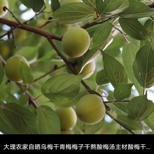 楚雄市 大理农家自晒乌梅干青梅梅子干熬酸梅汤主材酸梅干自然晒干