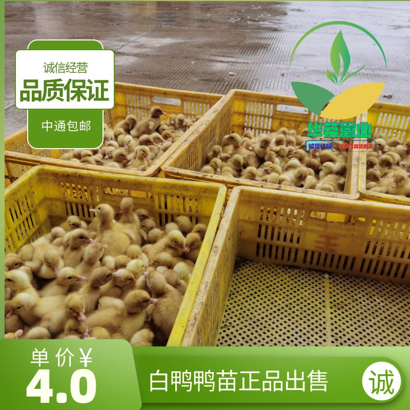白鸭苗 樱桃谷白鸭鸭苗品质保证 诚信经营 包打疫苗 支持全国发货