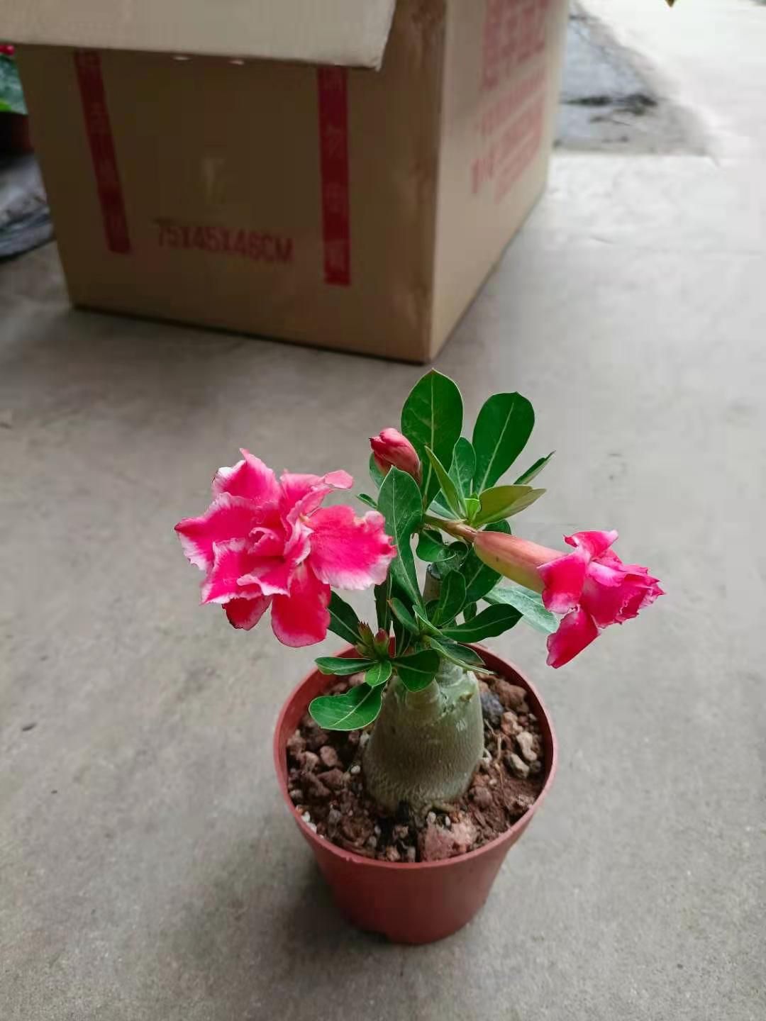  140规格混色沙漠玫瑰11.5元一盆，一件20盆