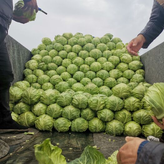 滑县包菜  二十多亩甘蓝菜大量批发出售中，欢迎大车来拉
