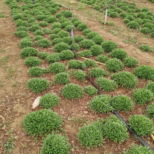 新密市救心菜 高钙菜，养心菜