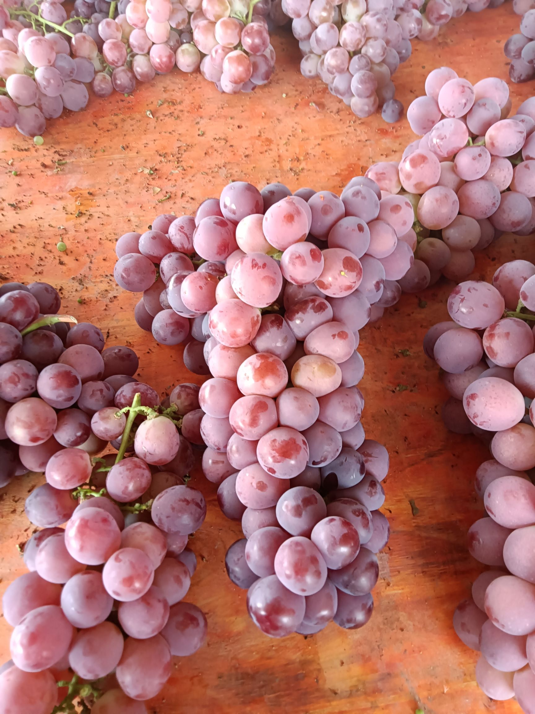 白鸡心葡萄 元谋葡萄光照充足，汁多味美，皮薄肉厚，欢迎五湖四海的朋友选购