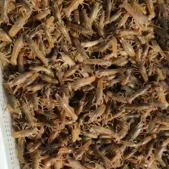 溧阳市龙虾苗，精品龙虾苗，小龙虾苗，溧阳龙虾苗