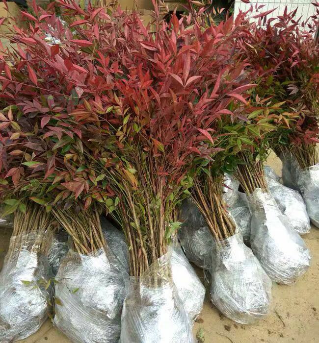 南天竹绿化苗木 庭院植物绿化 南天竹苗 南天竺 红天竹盆栽