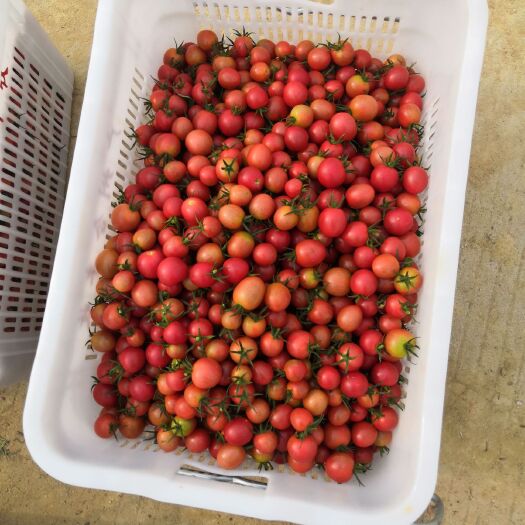 广州红色小番茄大量上市