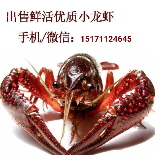洪湖市洪湖清水小龙虾 外壳干净 体格肥 大肉质饱满 现全国各地供货
