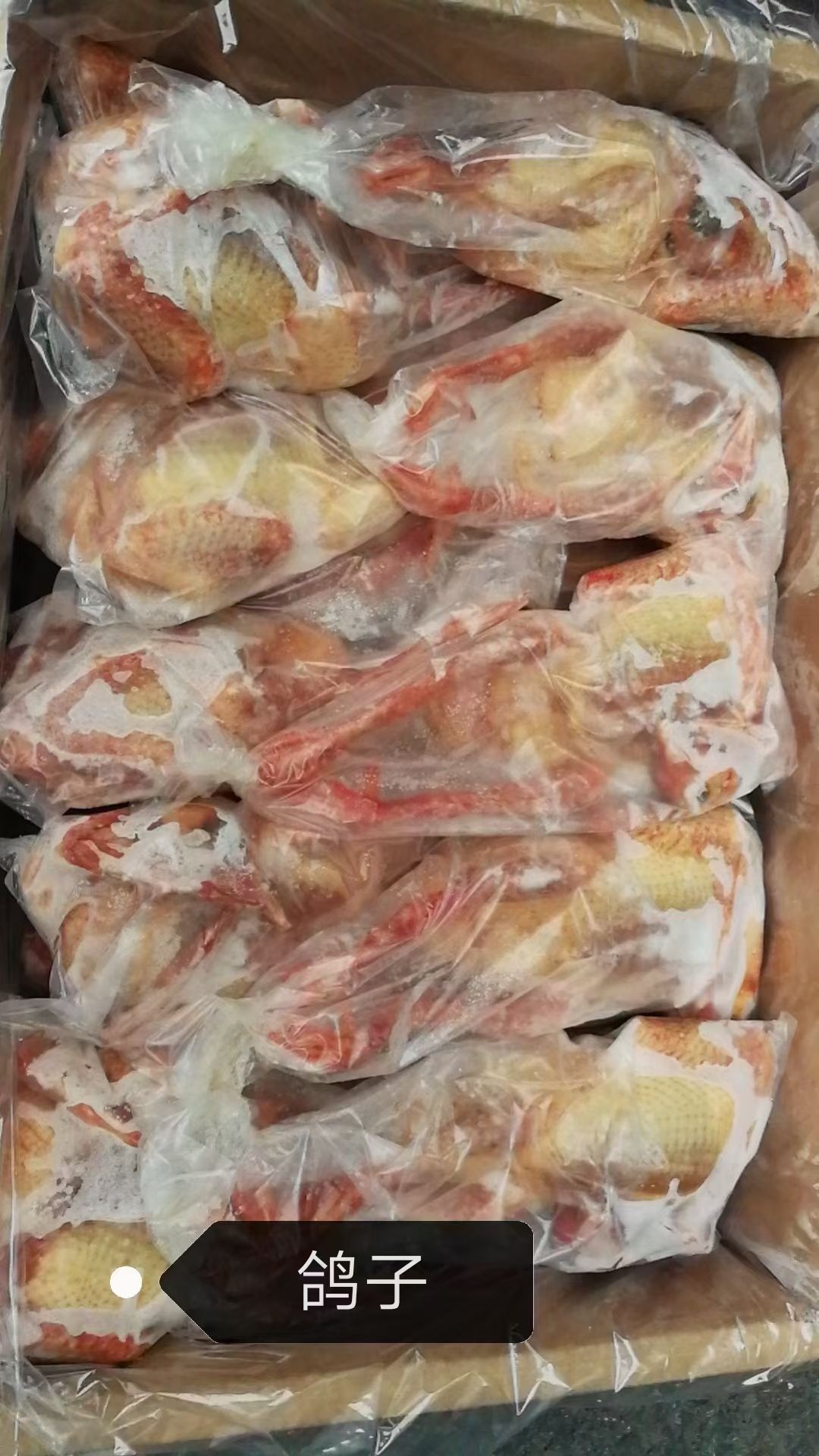 白条鸽 优质鸽子，厂家直接发货，欢迎询价