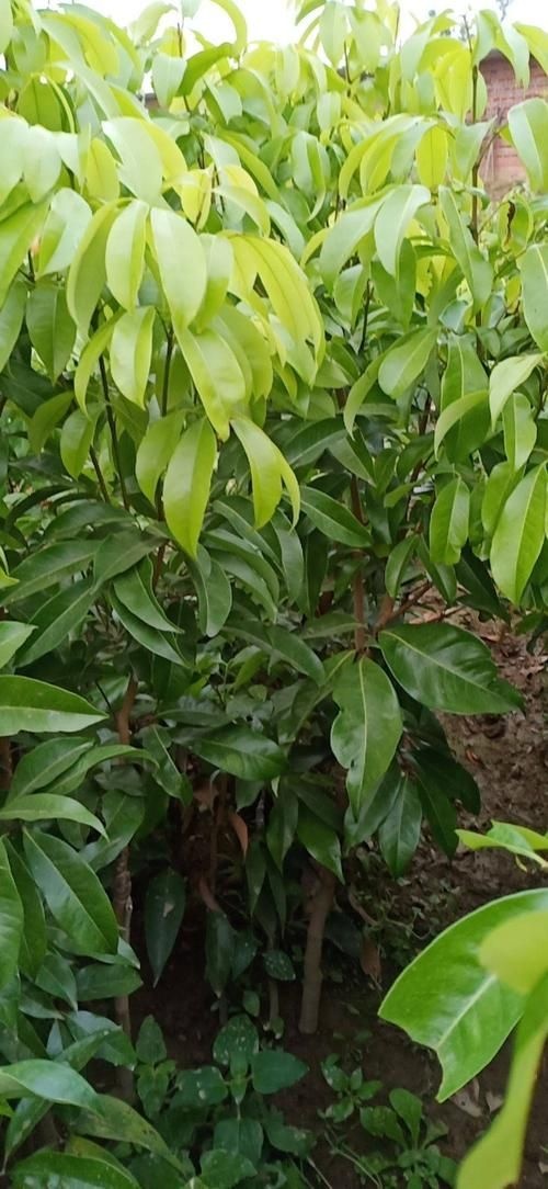 灵山县桂味荔枝苗 桂味正品嫁接
