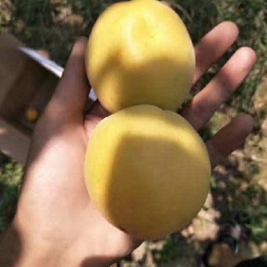 阳高县 阳高 大接杏树苗