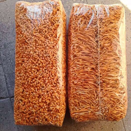 赤峰冬虫夏草  精品靓货