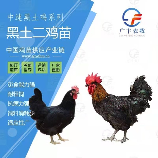 南宁土鸡苗  黑土二鸡苗黑土2号