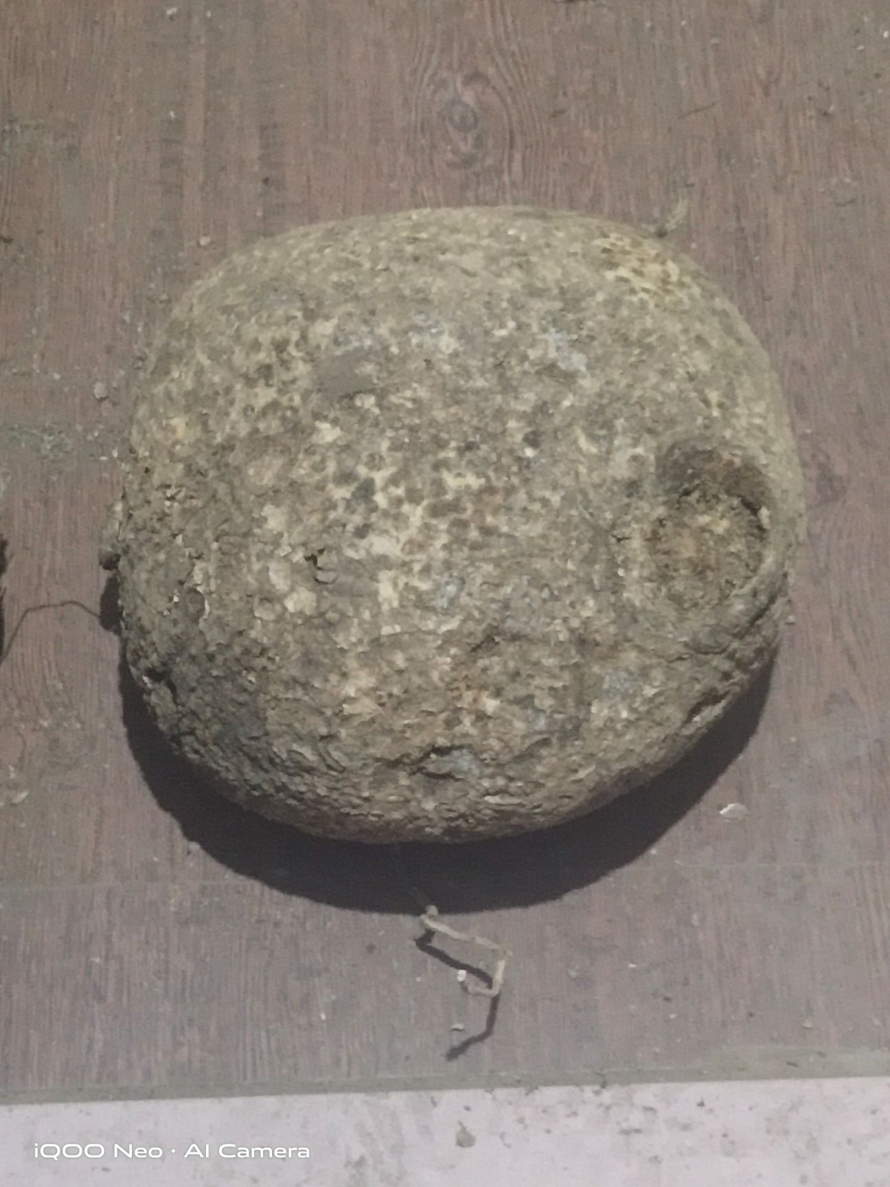 蛇莲 大货鲜货，品相好，质量保证