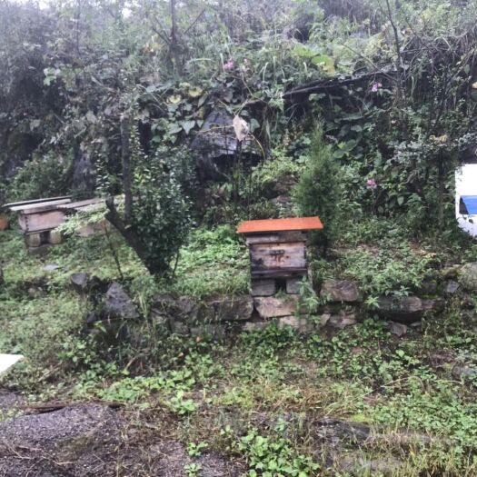 务川县 土蜂蜜，家里老人养的帮忙销售，纯正，良心蜂蜜