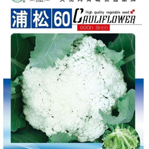 白面青梗松花菜种子  蒲松60:全松青梗：秋季60天，耐热耐