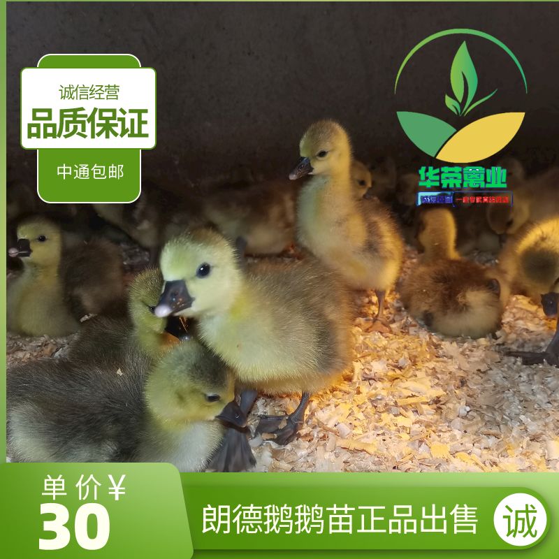 朗德鹅苗  朗德鹅鹅苗品质保证 诚信经营 包打疫苗 可支持全国发货