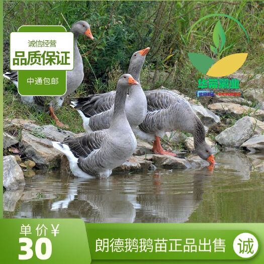 南宁朗德鹅苗  朗德鹅鹅苗品质保证 诚信经营 包打疫苗 可支持全国发货