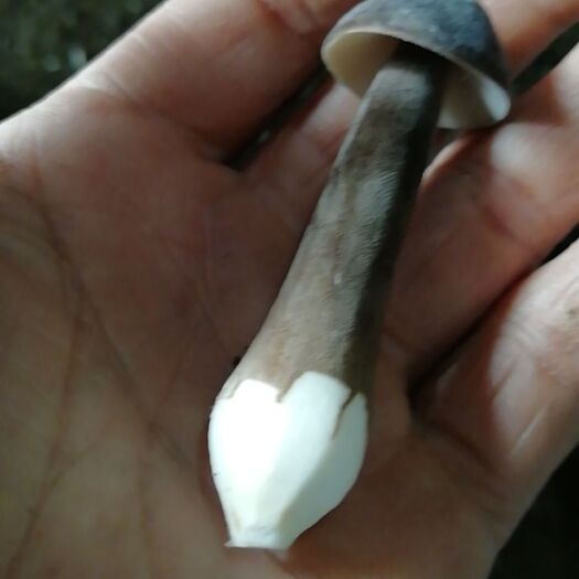 重庆市 黑皮鸡枞菌
