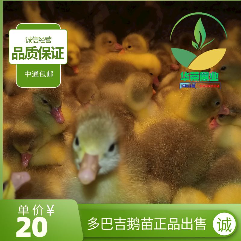 霍尔多巴吉鹅 苗品质保证 诚信经营 包打疫苗 可支持全国发货