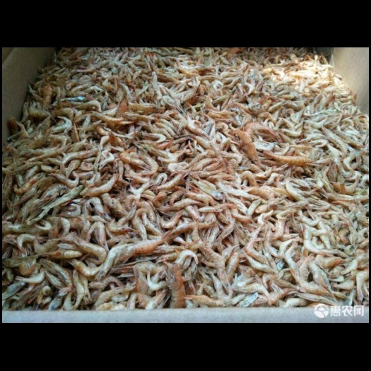 长沙公鱼干 1个月 