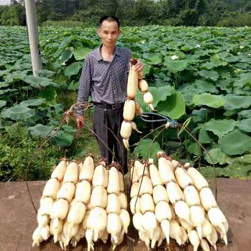 巨无霸藕种  食用深水莲藕种根苗 藕苗 观赏 荷花苗 高产浅水莲藕种苗脆藕