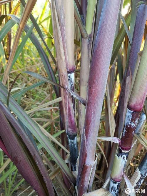 红象草紫色皇竹草巨菌草绿化可用养殖专用牧草多年生猪牛鹅鱼兔马