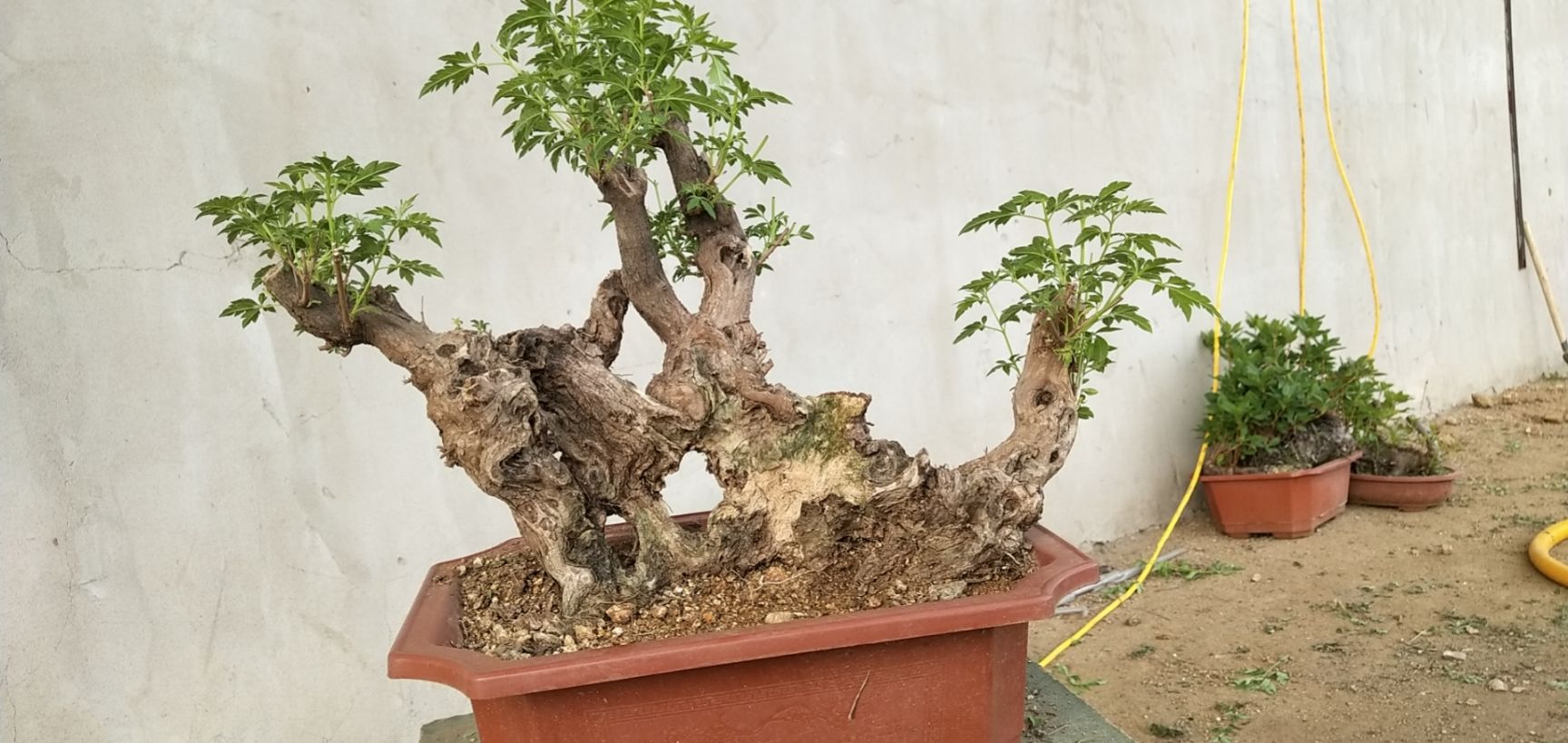 黄荆桩 黄荆盆景批发基地，全是熟桩成活率