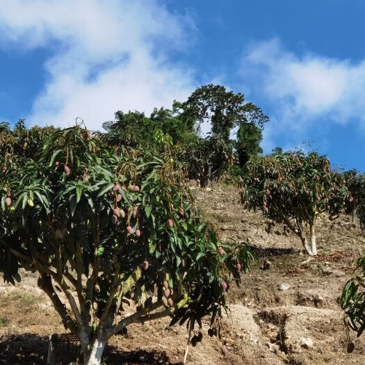 三亚 高山贵妃芒