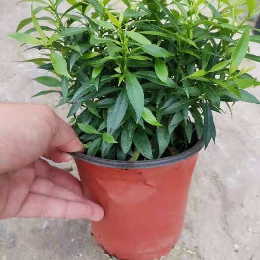 广州 130#风车茉莉，24盆每件，9