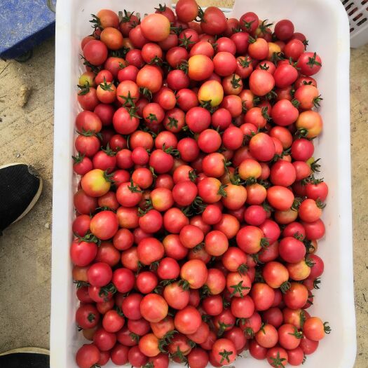 广州 小番茄