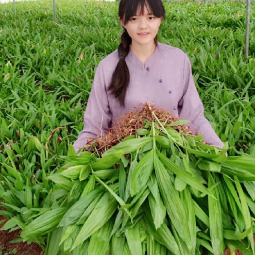 曲靖紫花白芨苗  云南紫花三叉大白芨苗三年苗组培训化苗产地直供支持线下看货