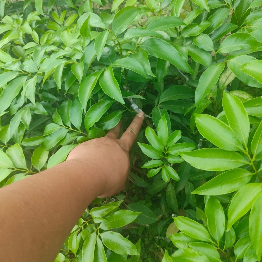 高州市白糖罂荔枝苗 荔枝，白糖罂树苗
