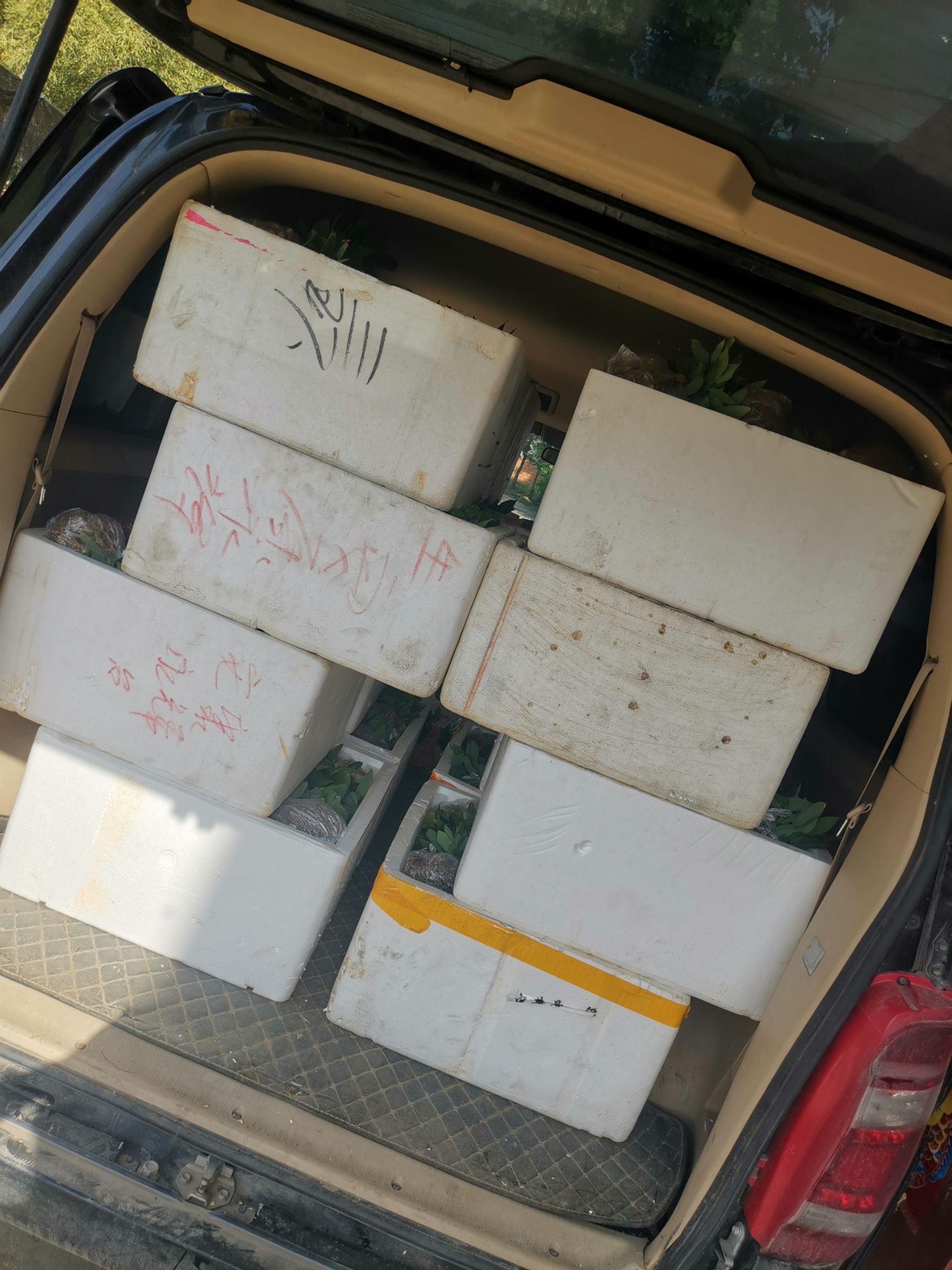 黄精种苗 黄精苗