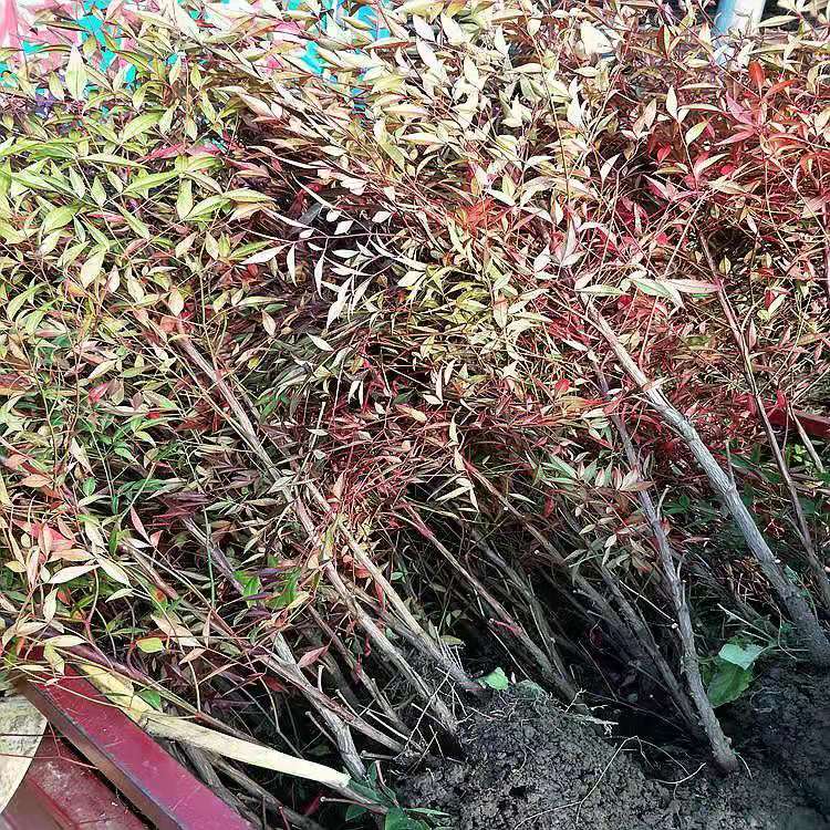 南天竹  红火焰红天竹苗.南天竺.红天竹庭院植物.道路绿化工