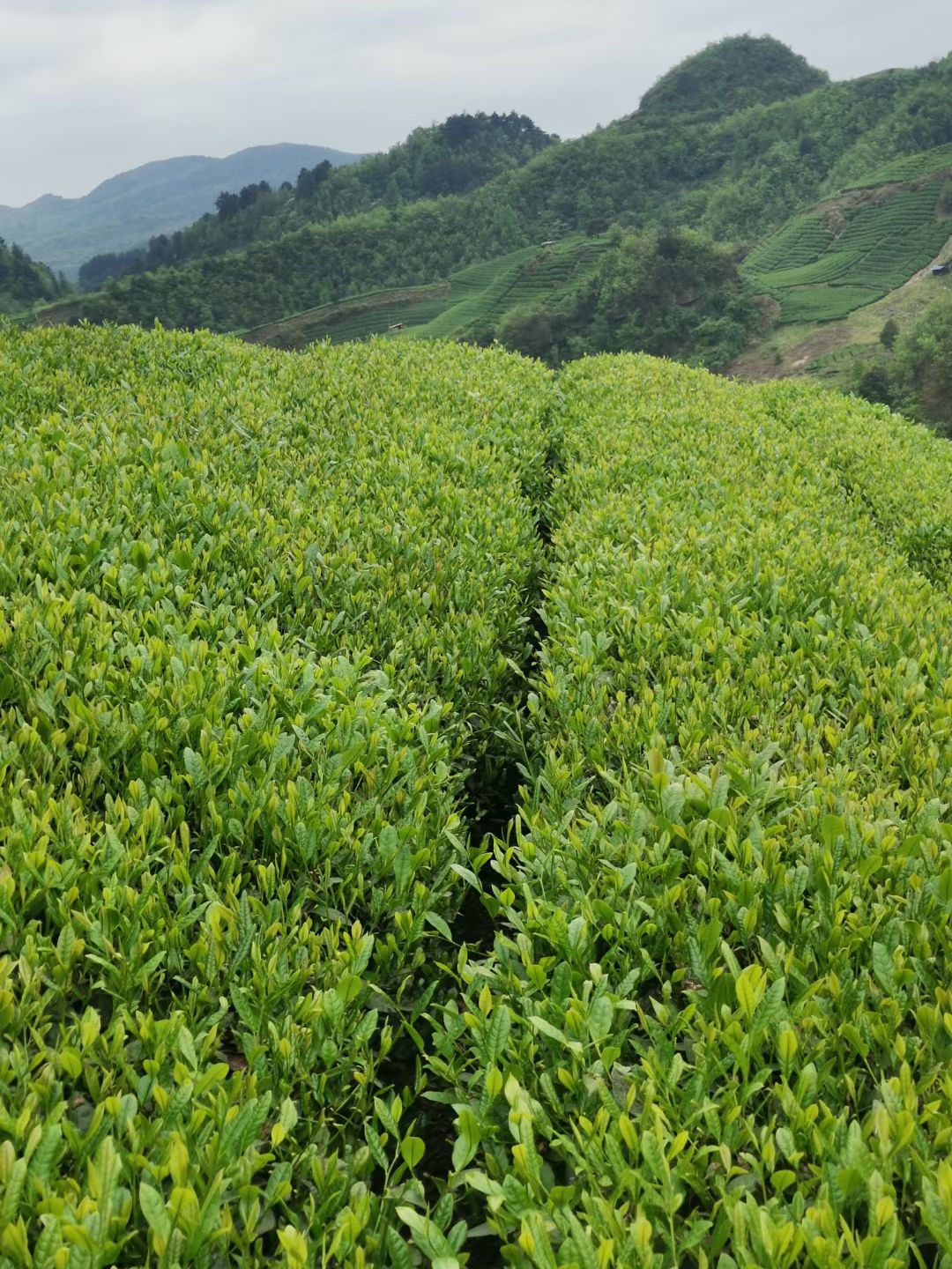 毛峰茶  自产自销云雾贡茶