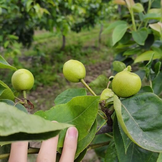 潜江市翠冠梨  自家种植梨子爸爸种植梨子30年，现有湖北荆门，潜江两大基地。