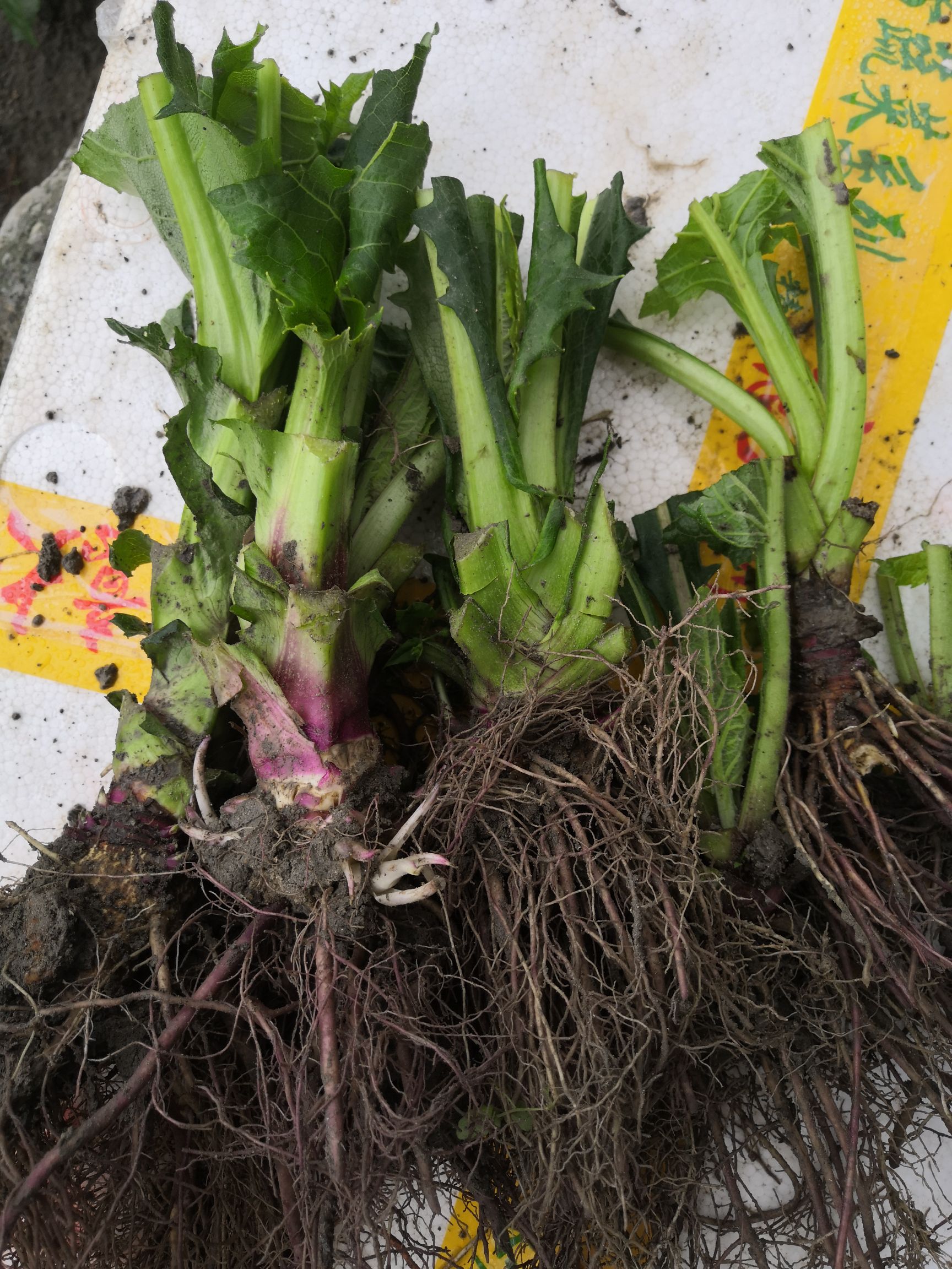 寒菊，金葵菊，蛋白菊零下40度可安全越冬老苗种下三个月可收割