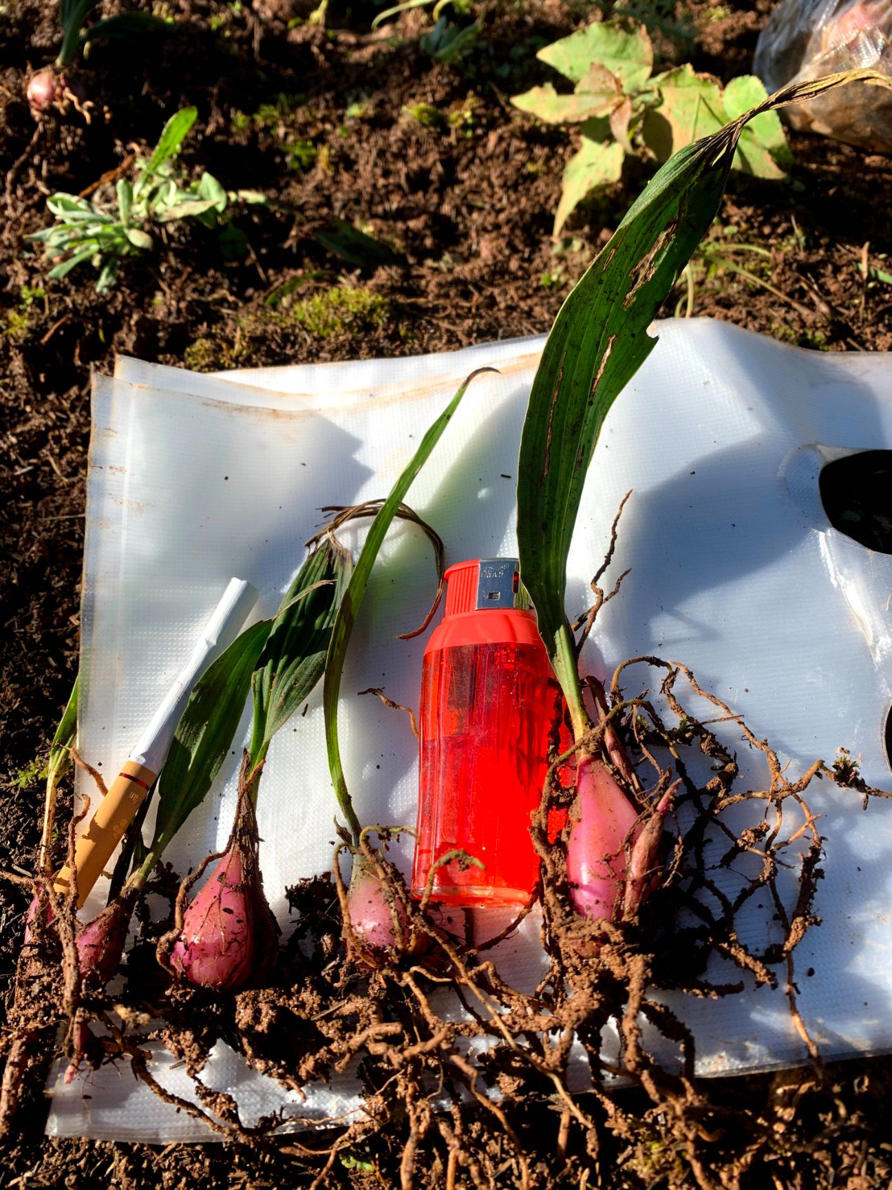 山慈菇  冰球子小苗，云南杜鹃兰，独蒜兰，山茨菇，独叶白芨，