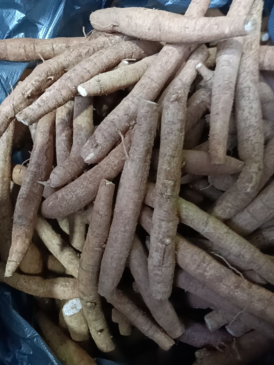  牛大力（中圆牛）