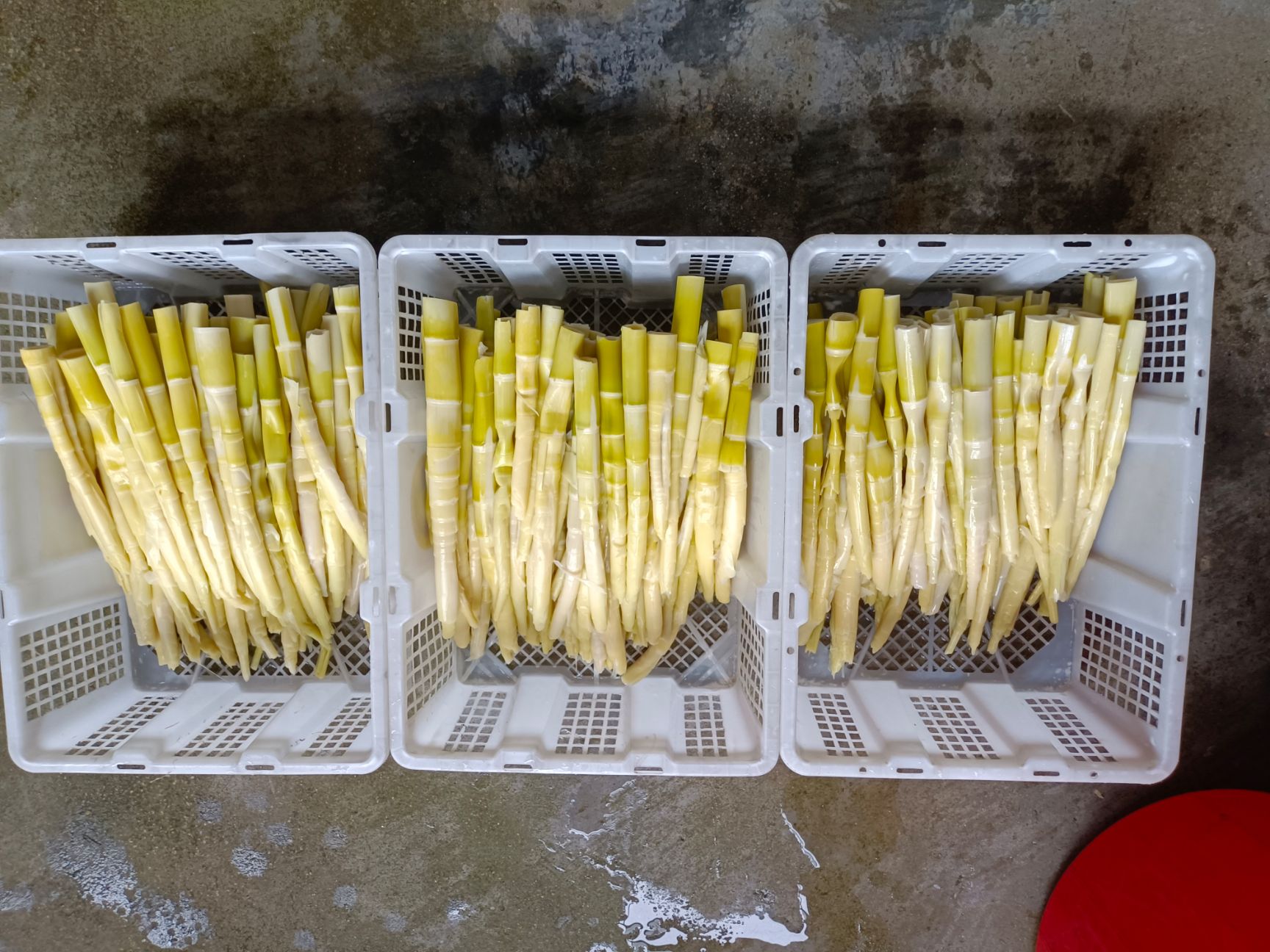 野生新鲜小竹笋 尖农家火锅笋片 江西清水笋片 罗汉笋欢迎批发